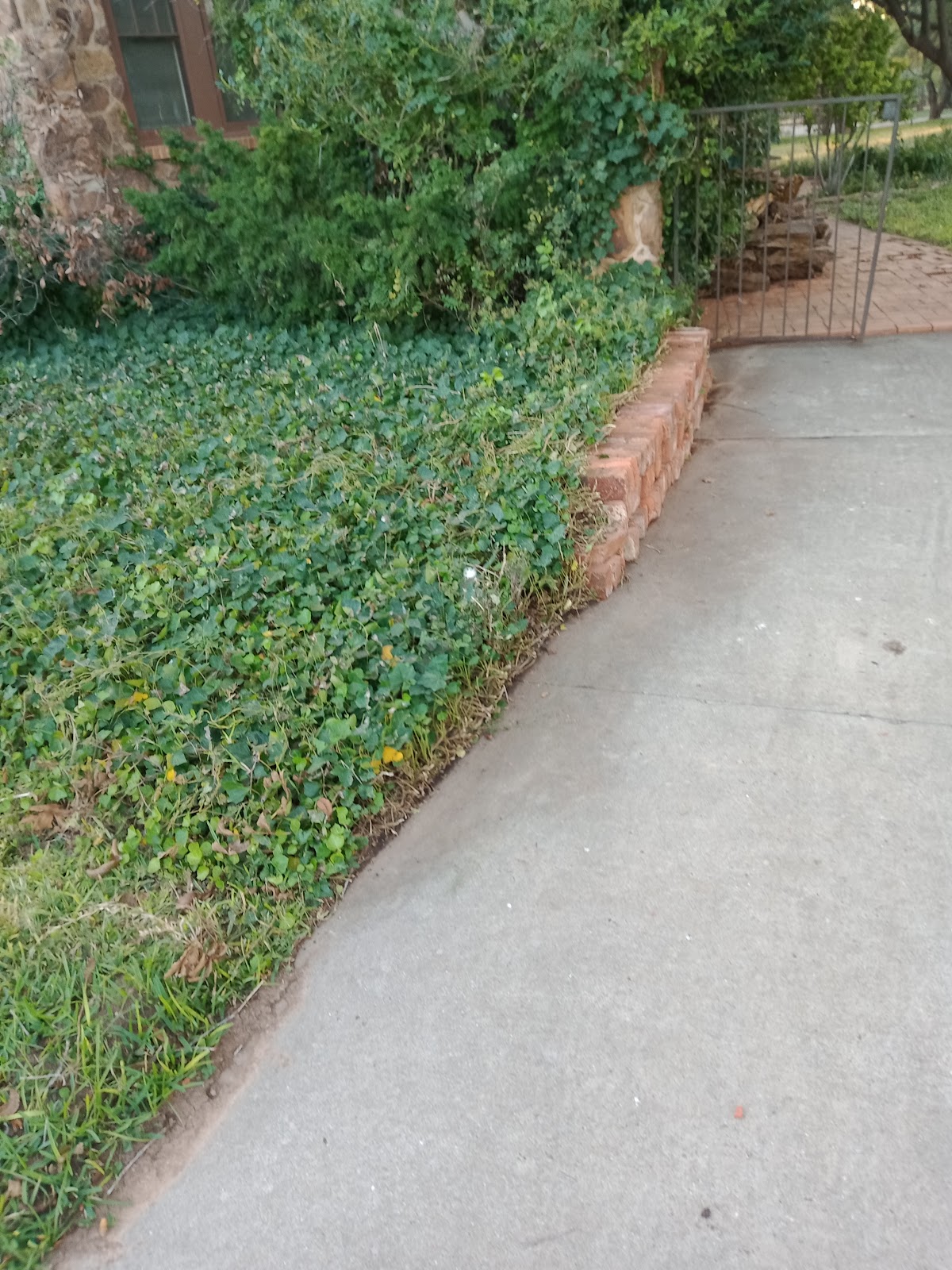 Tidy ground-cover bed with brick edging along a walkway
