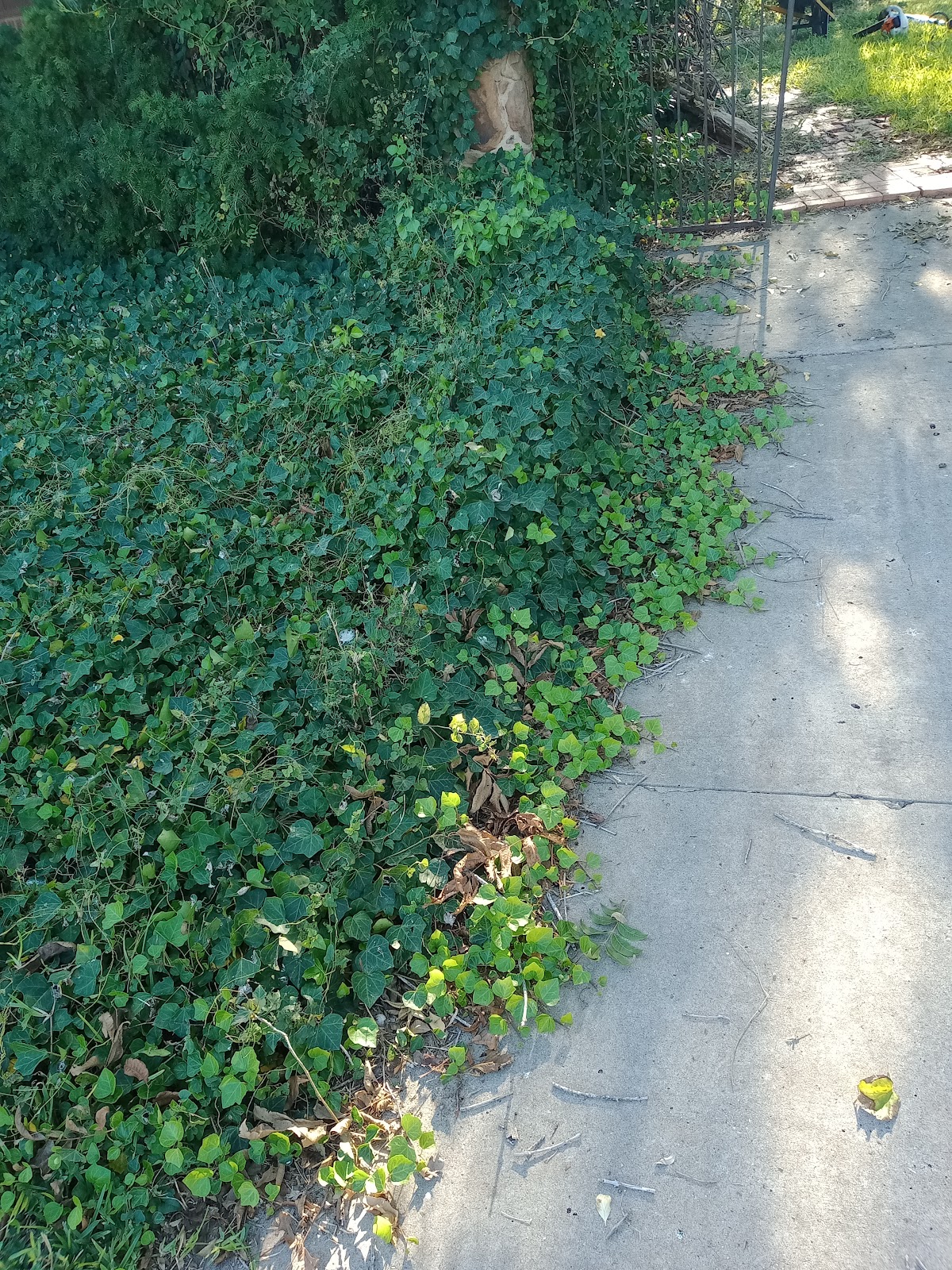 Trimmed green ground cover along a sunlit sidewalk